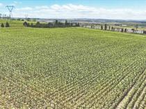 Istanbul’s farmland sustains agricultural production in megacity