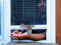 Migratory birds find a vital stopover in Istanbul