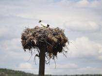 Tracked storks from northern Türkiye reach Egypt, Syria