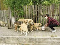 Erzurum bans feeding strays across eastern province