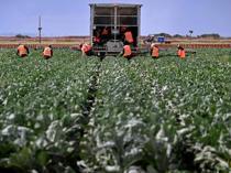 Türkiye launches $5.3 bln farm and food financing plan