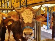 Türkiye gradually reduces cattle imports