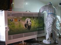 China sends two giant pandas to US