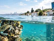 Rising seas threaten spread of marine invaders, scientists say