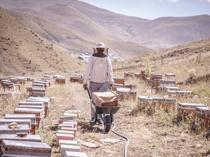 Bees’ seasonal journey turns flowers into organic honey