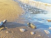100,000 turtle hatchlings reach sea in southern Türkiye