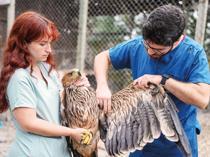 Endangered imperial eagle prepares to return to wild