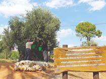 Relocated olive trees yield fruit in Antalya 10 years later