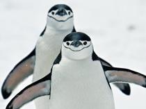 Climate change strips island’s title of largest penguin colony