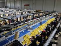 Türkiye’s fresh vegetable exports top $822 million in January-September