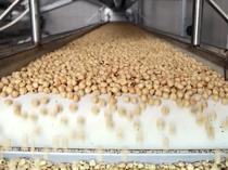 Türkiye’s hazelnut exports exceed $1.9 bln in first nine months