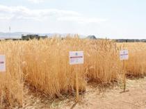 Türkiye develops three drought-tolerant wheat varieties