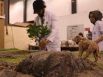 3D models recreate 7.7-million-year-old fauna