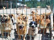 Ege University clears 150 student-cared dogs in unannounced raid