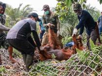 Dozens of orangutans saved from Indonesia blazes