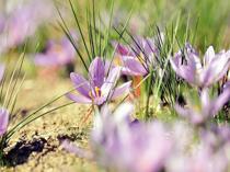 Safranbolu deploys gendarmerie to protect saffron fields as prices soar