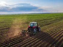 Crop output seen rising in cereals, fruits this year