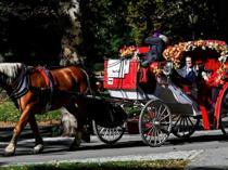 New York votes to ban Central Park horse carriages after decades of debate