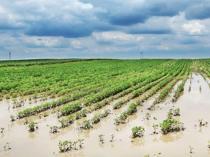 Climate-driven farm losses push agricultural insurance payouts higher in Türkiye