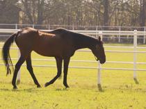 Legendary stallion Victory Gallop enjoys retirement in northwestern Türkiye