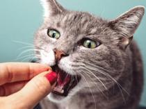 Cats’ well-being linked to owners’ emotional states