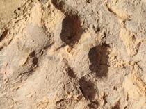 4,000-year-old dog paw prints found at Kütahya’s Tavşanlı Mound