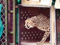 India vows action after first cheetah shot dead