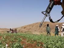 Afghanistan opium poppy cultivation surges despite gov’t ban: UN