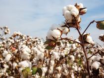 Türkiye’s cotton output squeezed by rising costs