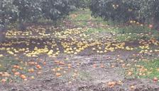 Dolu yağışı meyve bahçelerinde zarar yol açtı