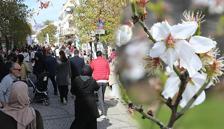 Badem çiçekleri açtı, Datça’da festival coşkusu yaşandı