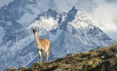 Bir rüyaya yolculuk: Patagonya Bir rüyaya yolculuk: Patagonya