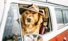 Dünyayı gezen beş gezgin köpek Dünyayı gezen beş gezgin köpek