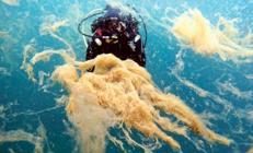 Marmara’da yine müsilaj alarmı