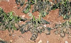 Tarladaki don cebi yakacak