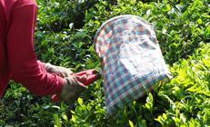 ÇAYKUR 1500 mevsimlik işçi alıyor... Başvurular başladı