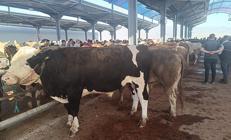 Kurbanlıklar çadırlara indi... İşte büyükbaş ve küçükbaş fiyatları