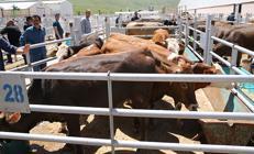 Kurban kesenler dikkat Başına bu işler gelen tazminat alabilecek