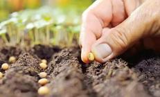 Milli tohumda Ar-Ge atağı