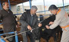 Tarım ve Orman Bakanlığından yeni şap hastalığı açıklaması