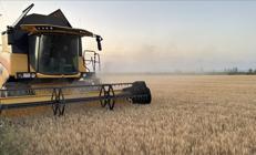 ABD, Türkiye için buğday tahminini açıkladı