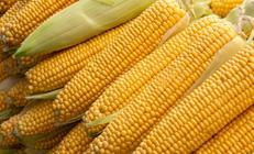 2025 yılı mısır alım fiyatı belli oldu