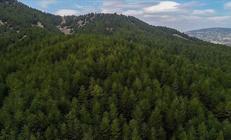 Ormanların korunması için harcanan para belli oldu