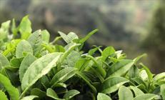 Çay sektöründe birleşme