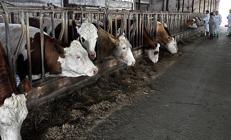 Bakanlık’tan et fiyatlarının artacağı iddialarına yanıt