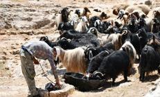 Hayvancılık destekleme tutarları artırıldı