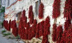 160 yıllık kırmızı altın tehlikede Yunanistandan gelen miras