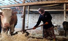 Çiftçiye müjde: Ödeme sayısı artıyor