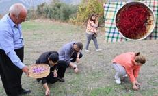 Kırmızı Altın kuraklığa yenildi, fiyatı dudak uçuklattı Dünyanın en pahalısı