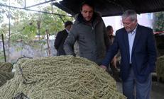 Köylerden tezgahlara Şifa kaynağının fiyatı altınla yarışıyor